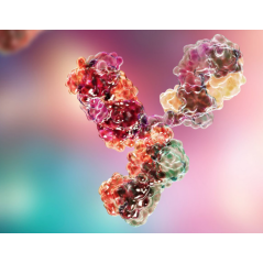 Anti-UHRF1 mAb, Primary...