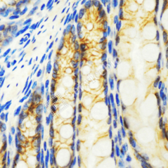 Anti-Integrin beta 1/CD29...