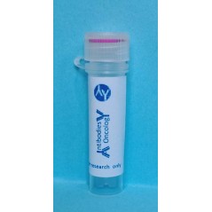Alexa Fluor® 594-conjugated...