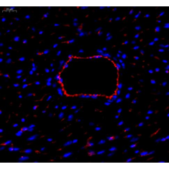 Anti-CD31 Mouse mAb,...