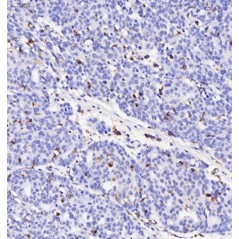 Anti-CD68 Rabbit pAb,...