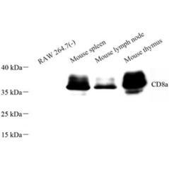 Anti-CD8 alpha Rabbit pAb,...