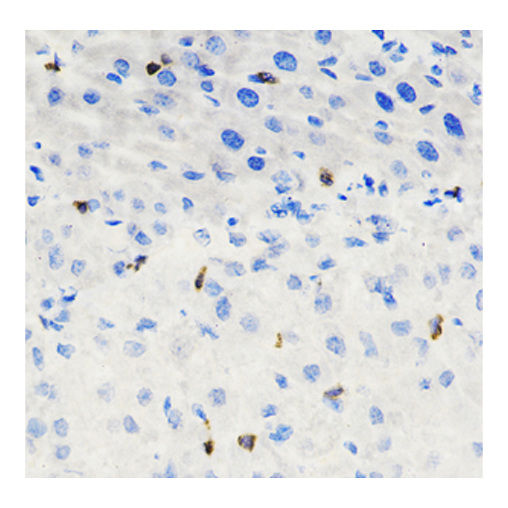 Anti-CD8 alpha Rabbit pAb, Primary Antibody