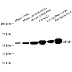 Anti-GFAP Mouse mAb,...