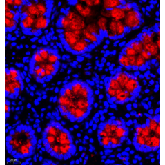 Anti-MUC2 Rabbit pAb,...
