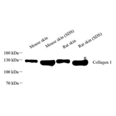 Anti-Collagen I Rabbit pAb,...