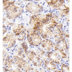 Anti-Claudin18.2 Mouse mAb,...