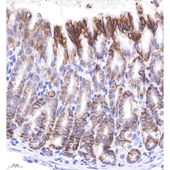 Anti-Claudin18.2 Mouse mAb,...