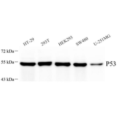 Anti-p53 Rabbit pAb,...