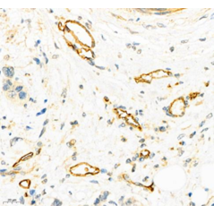 Anti-CD34 Mouse mAb,...