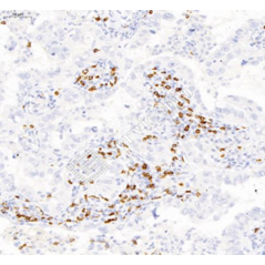 Anti-CD8 alpha Mouse mAb,...