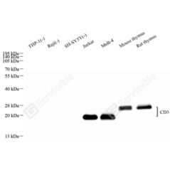 Recombinant Anti-CD3...