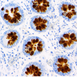 Anti-MUC2 Mouse mAb, Primary Antibody