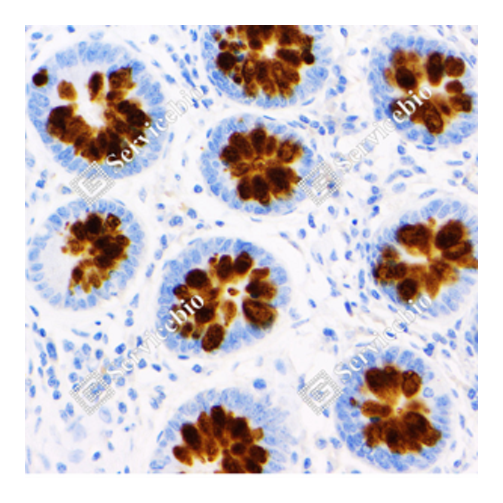 Anti-MUC2 Mouse mAb, Primary Antibody
