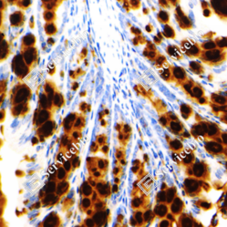 Anti-MUC2 Mouse mAb, Primary Antibody