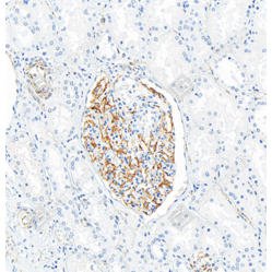 Anti-Nestin Rabbit pAb, Primary Antibody