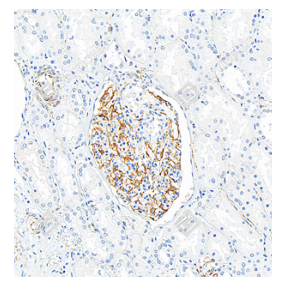 Anti-Nestin Rabbit pAb, Primary Antibody