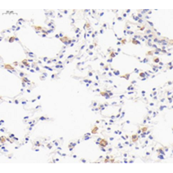 Anti-F4/80 Rabbit pAb, Primary Antibody