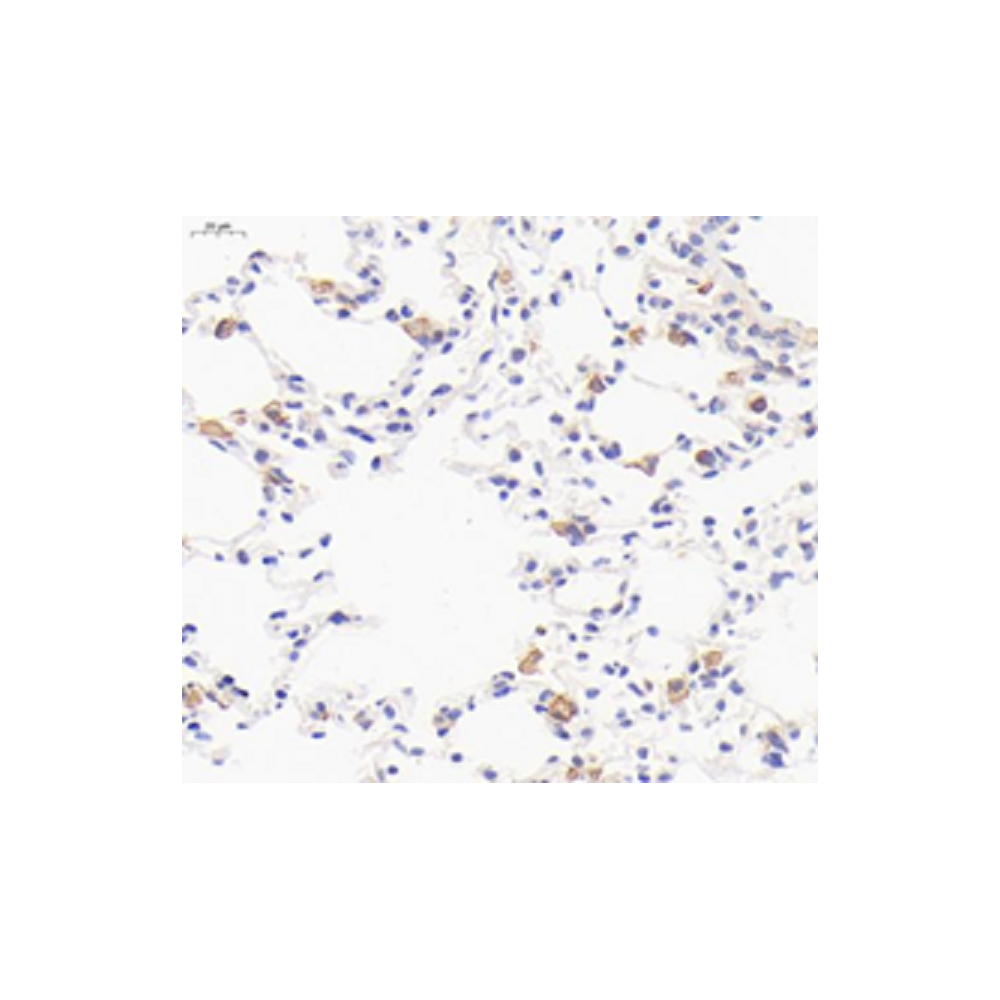 Anti-F4/80 Rabbit pAb, Primary Antibody
