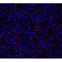 Anti-F4/80 Rabbit pAb, Primary Antibody