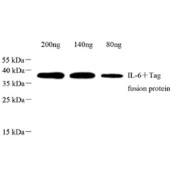 Anti-IL-6 Rabbit pAb, Primary Antibody