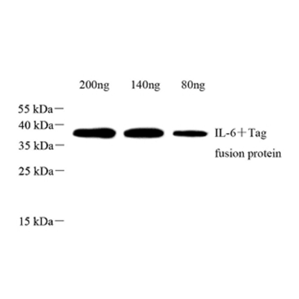 Anti-IL-6 Rabbit pAb, Primary Antibody