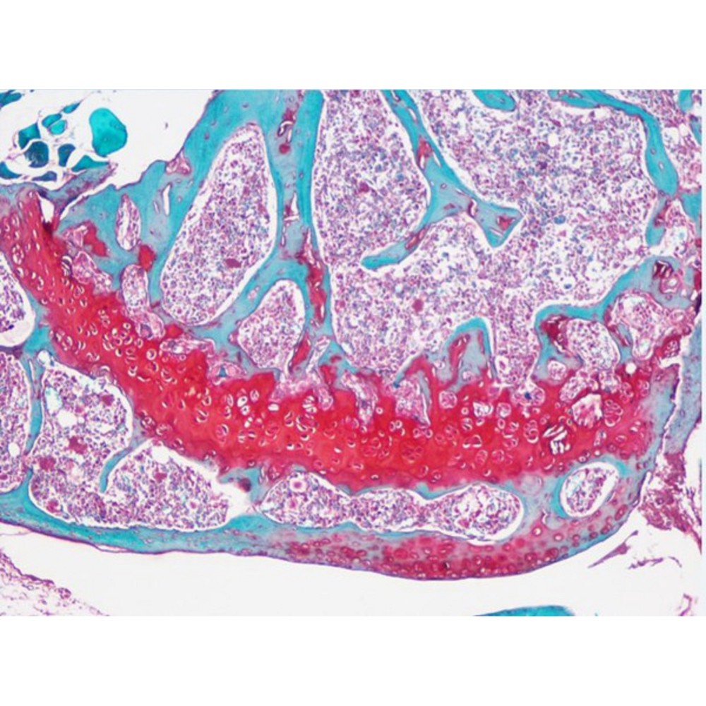 Safranin O-Fast Green Staining Reagent For Bone Tissue