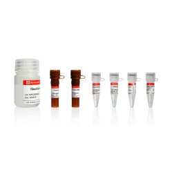 Click-iT EdU-594 Cell Proliferation Detection Kit 100T