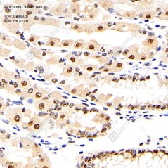 Anti-Dnmt1 Rabbit pAb,...