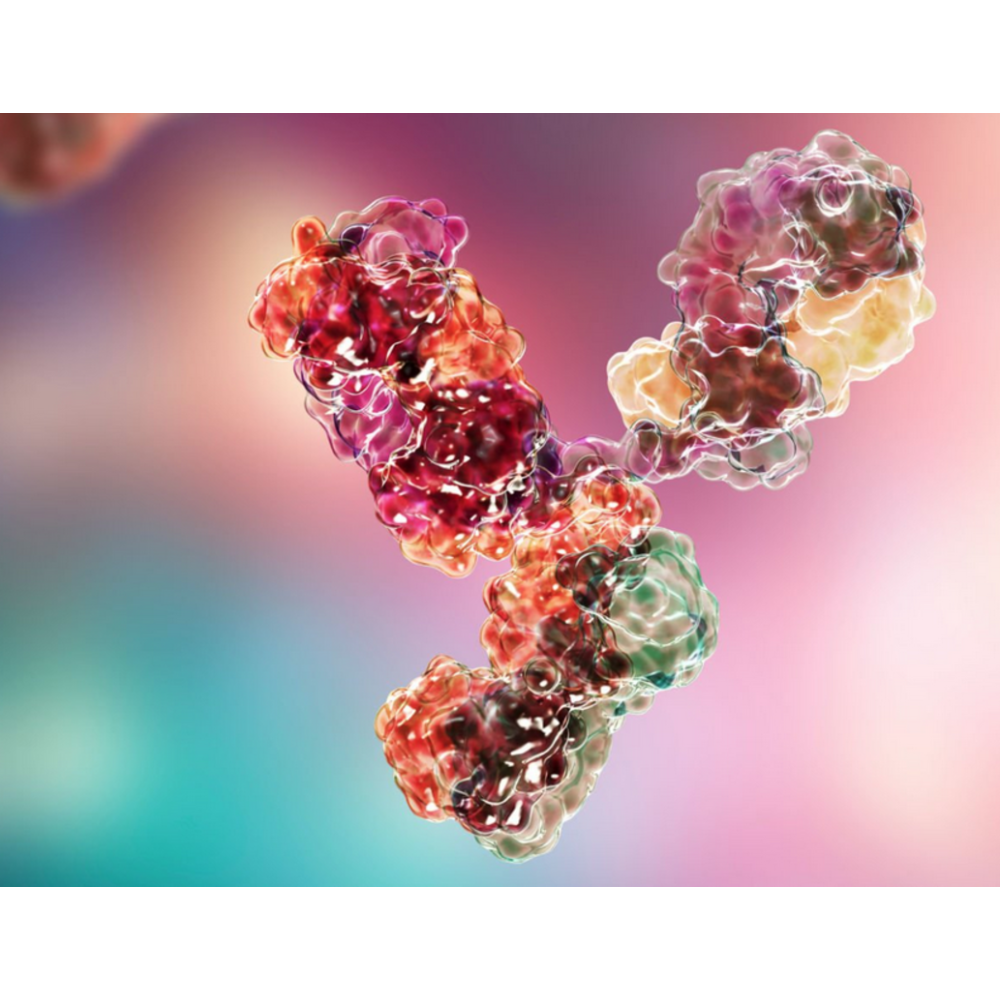 Monoclonal Anti-mCherry, Primary Antibody
