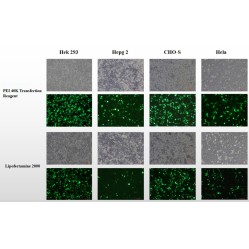 PEI 40K Transfection Reagent